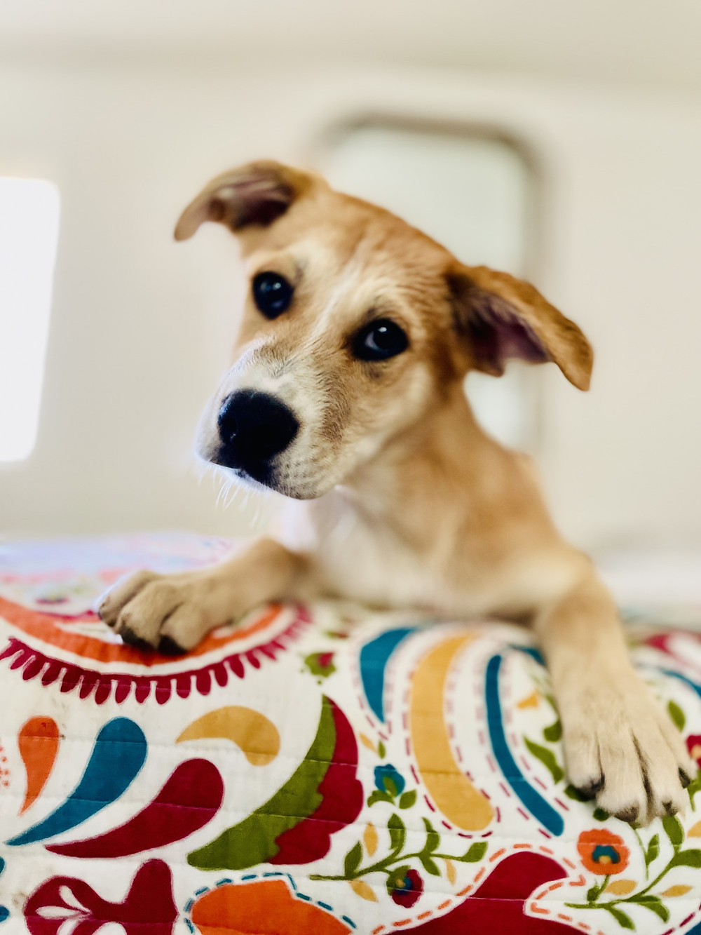 A dog available for adoption at Pups'N Boots Animal Shelter in San Diego