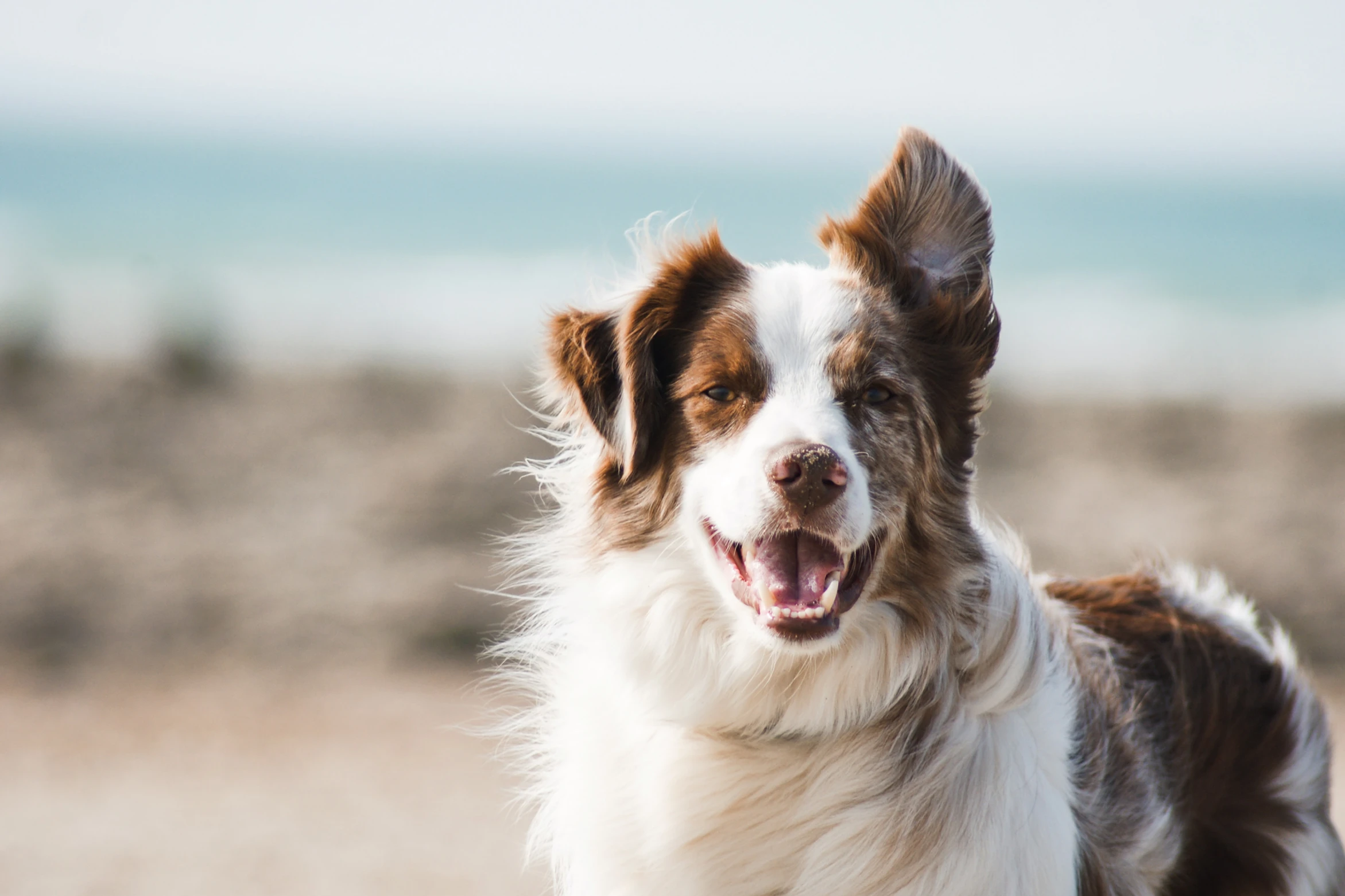 Border Collie on the beach with sand on nose