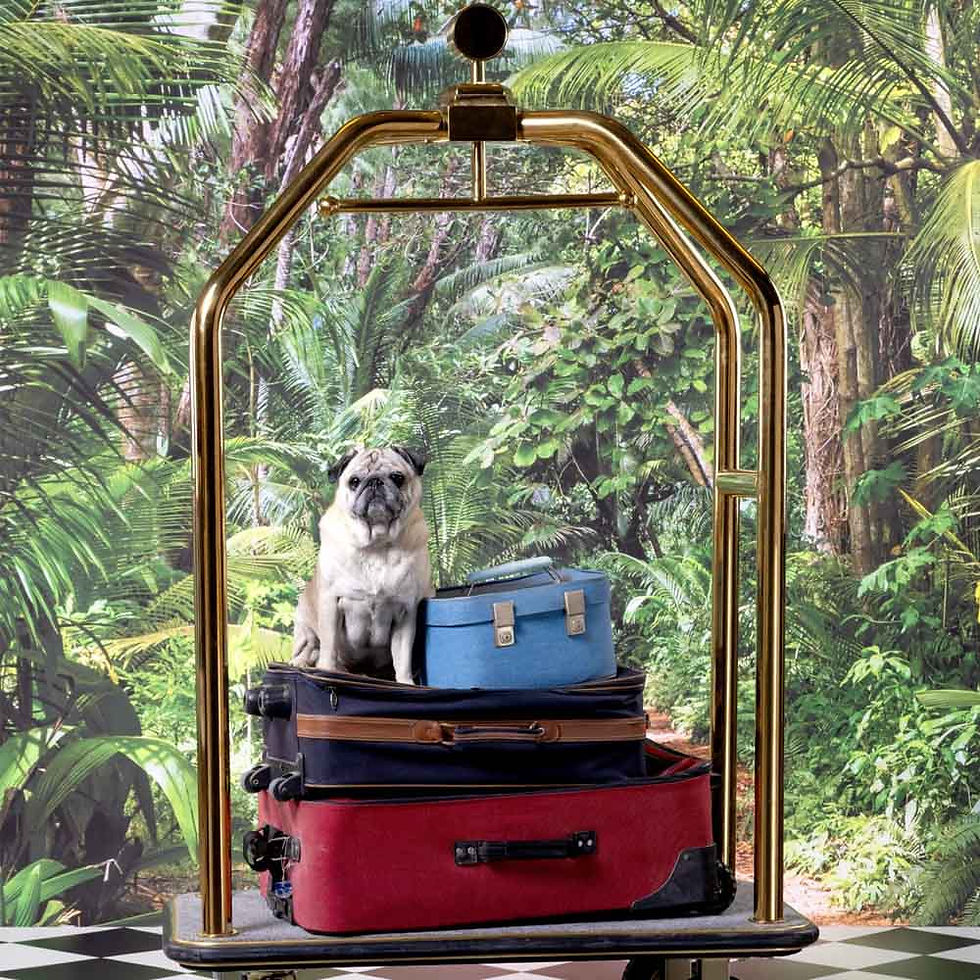 Funny, small dog sitting on a hotel luggage cart