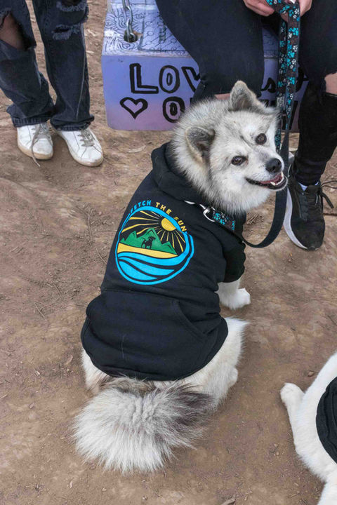 A dog posing and wearing a dog hoodie with a Fetch the Sun logo