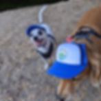Thumbnail: dogs on a hike dressed in PupLid dog trucker hats in blue with Fetch The Sun logos in green, blue, and yellow