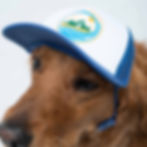 Thumbnail: A dog wearing a dog ballcap hat in vibrant blue with a Fetch The Sun logo in green, blue, and yellow