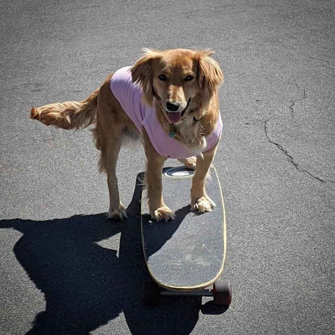 A dog on a skateboard wearing a pink dog shirt