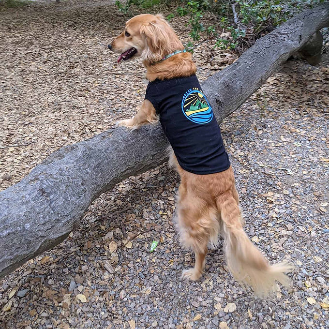 Dog on a hiking trail standing on a log