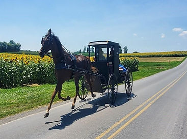 amish buggy.jpg