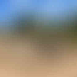 Alignements de Palaghju. Crédit Arko