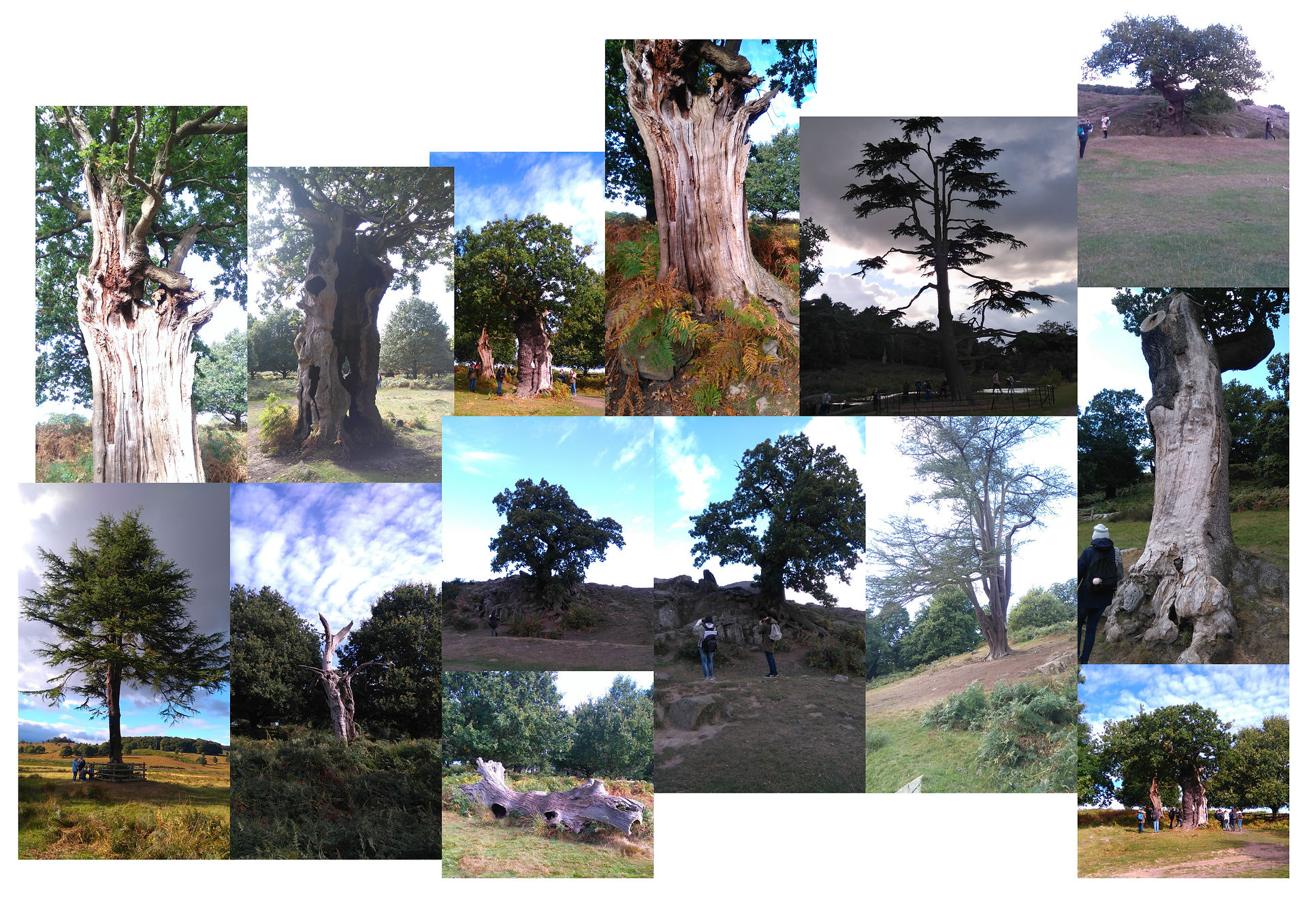 Tree Moodboard