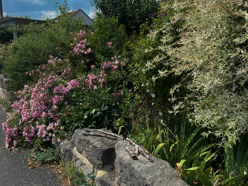 Natursteinmauer überwachsen von rosa Rosen, Iris und Harlekinweide