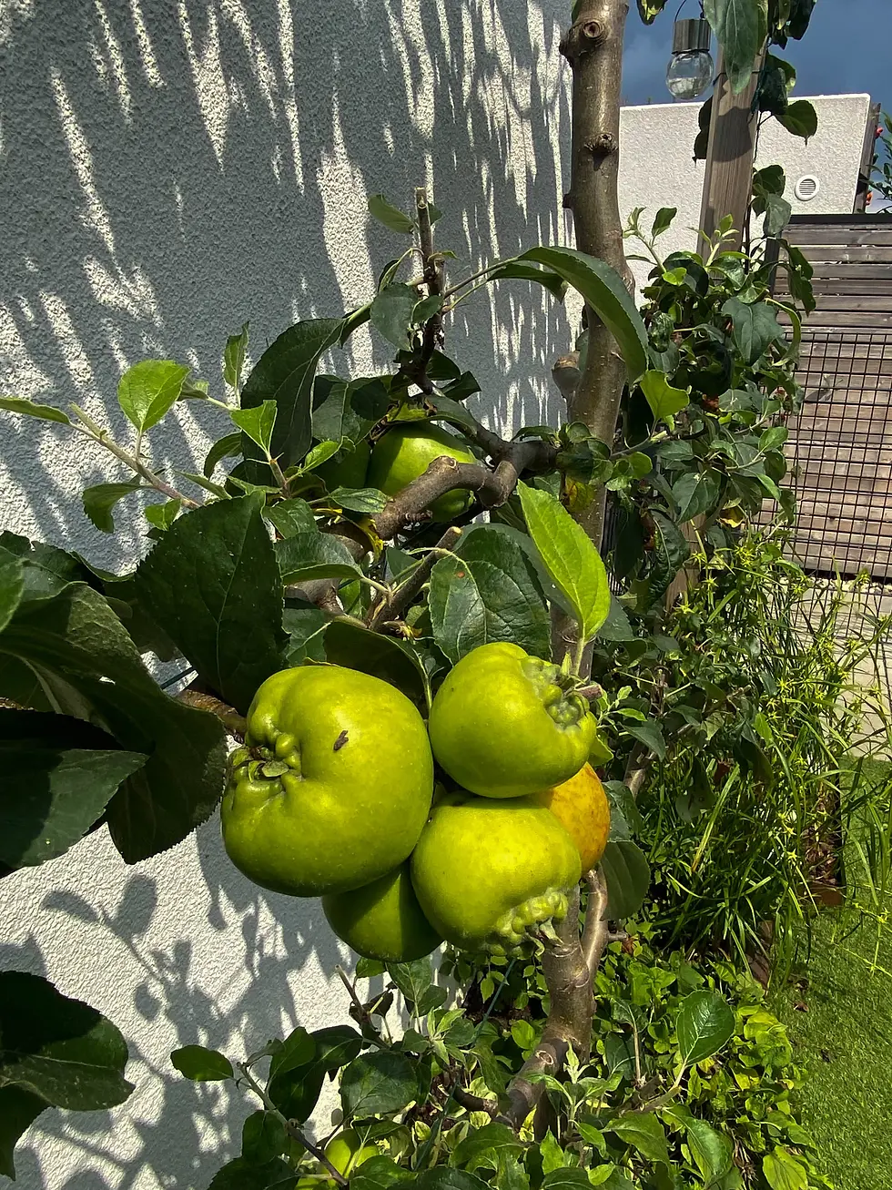 Apfelspalier vor sonniger Wand mit Früchten