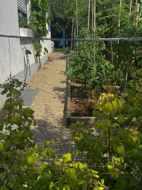 Nutzgarten an der Seite des Hauses, Weinrebe an der Hauswand