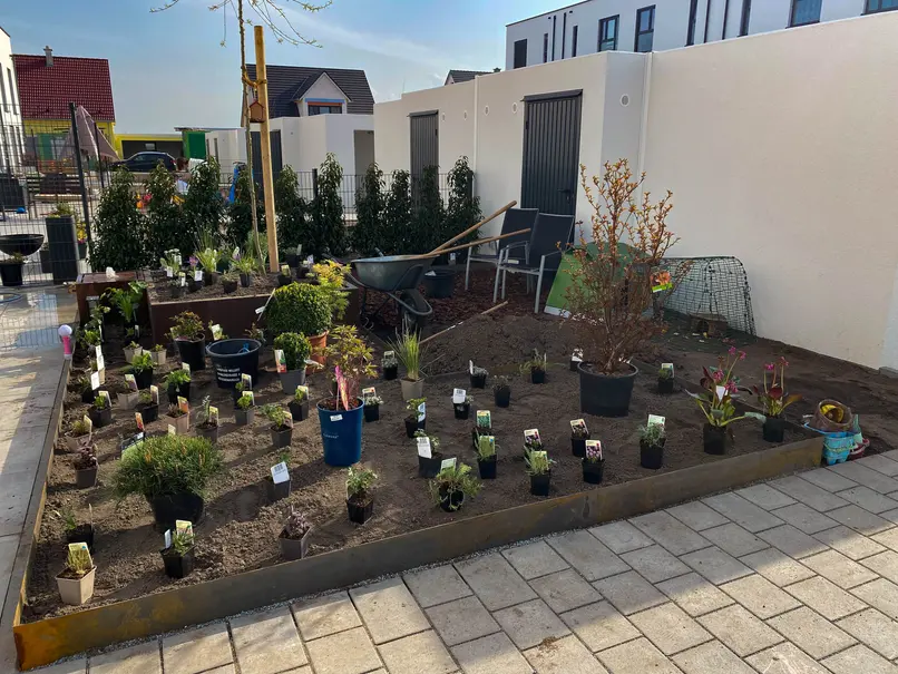 Neu angelegter Garten mit ausgestellten Pflanzen noch im Topf, Beet mit Cortenstahlumrandung, frisch gepflanzte Hecke aus Portugieser Lorbeer (Prunus lusitanica)