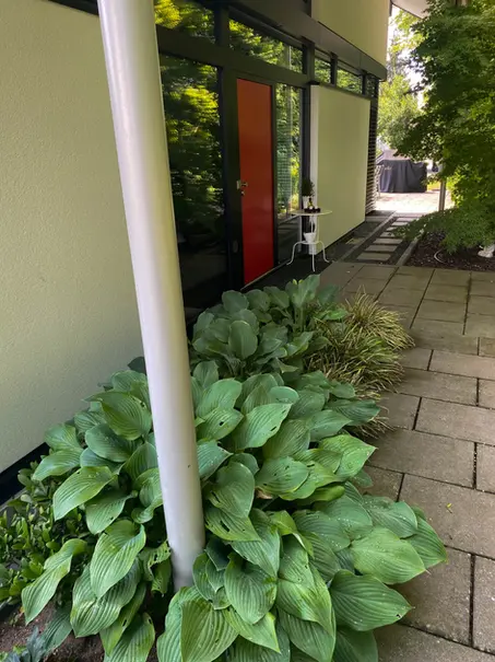 Moderner Eingangsbereich mit Funkien (Hosta) und roter Haustür