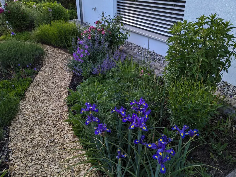 Geschwungener Gartenweg aus Hackschnitzeln mit blau blühenden Irisund vielen anderen Stauden und Gräsern