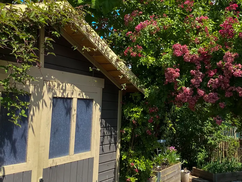 Begrüntes Gartenhaus aus Holz mit üppig rosa blühendem Rosenbogen