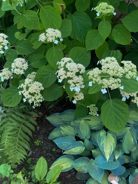 Schöne Pflanzkombination in grün und weiß mit Hortensien, Funken und Farnen