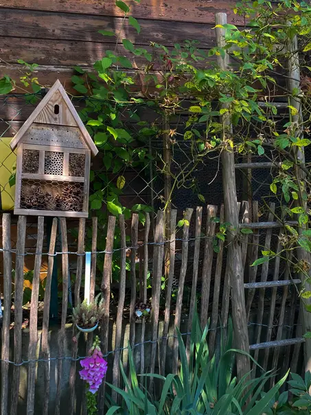 Staketenzaun aus Holz mit Insektenhotel in Form eines Vogelhäuschens, lila blühender Fingerhut und Deko Leiter