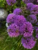 Blühender Zierlauch 'Millenium' übersät mit Bienen IMG_4276.webp