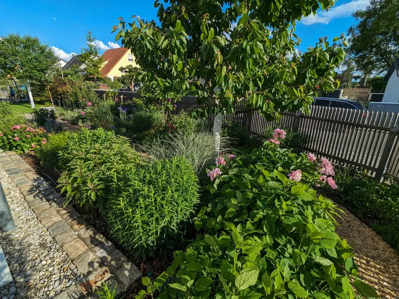 Kirschbaum unterpflanzt mit Stauden und Gräsern