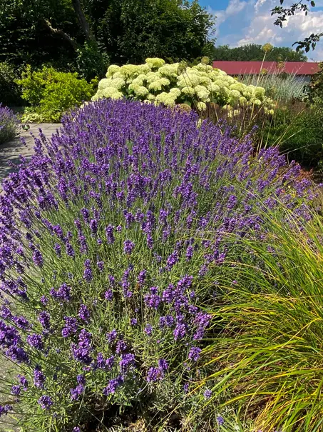 Blau blühender Lavendel und weiße Hortensien im Hochsommer
