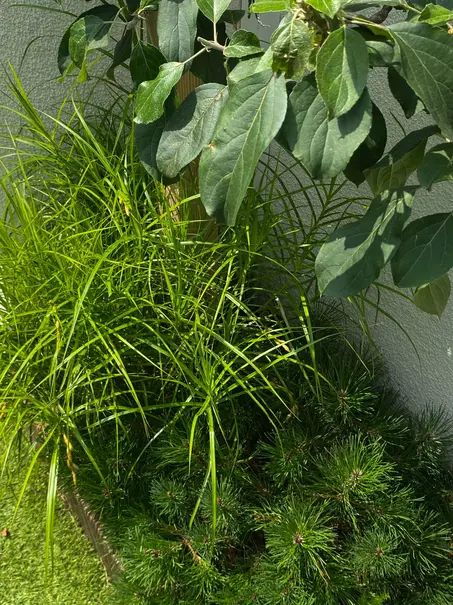 Spannende Pflanzkombination nur in Grün