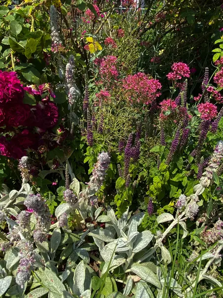 Sonniges Blumenbeet in rot, pink und grau mit Wollziest, Rosen, Salbei 
