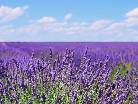 Doğal Uçucu Lavanta Yağı ve Özellikleri