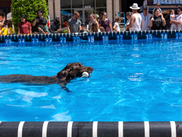 Paws Fest Returns to Katy to Delight Local Dog Lovers
