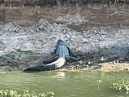 Large Alligator Spotted Along Popular Katy Walking Trail