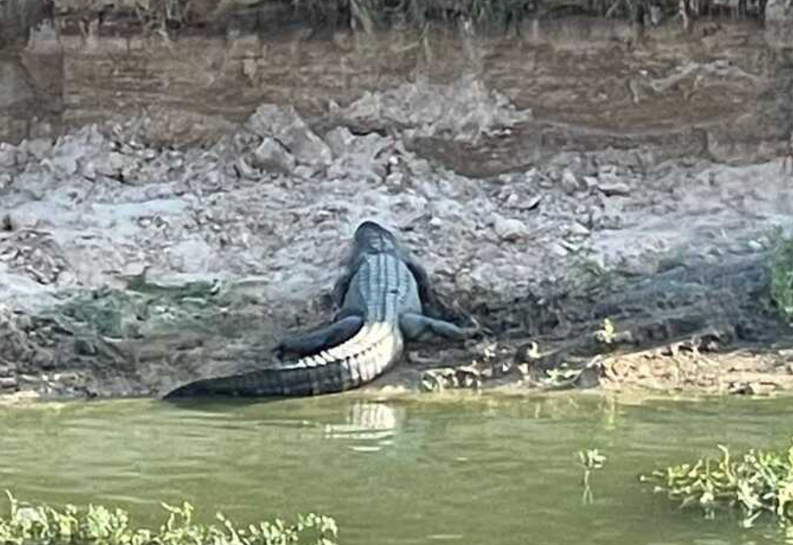 Large Alligator Spotted Along Popular Katy Walking Trail