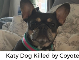 A Katy Family Lost Their Dog to a Coyote; Here’s What they Want Others to Know