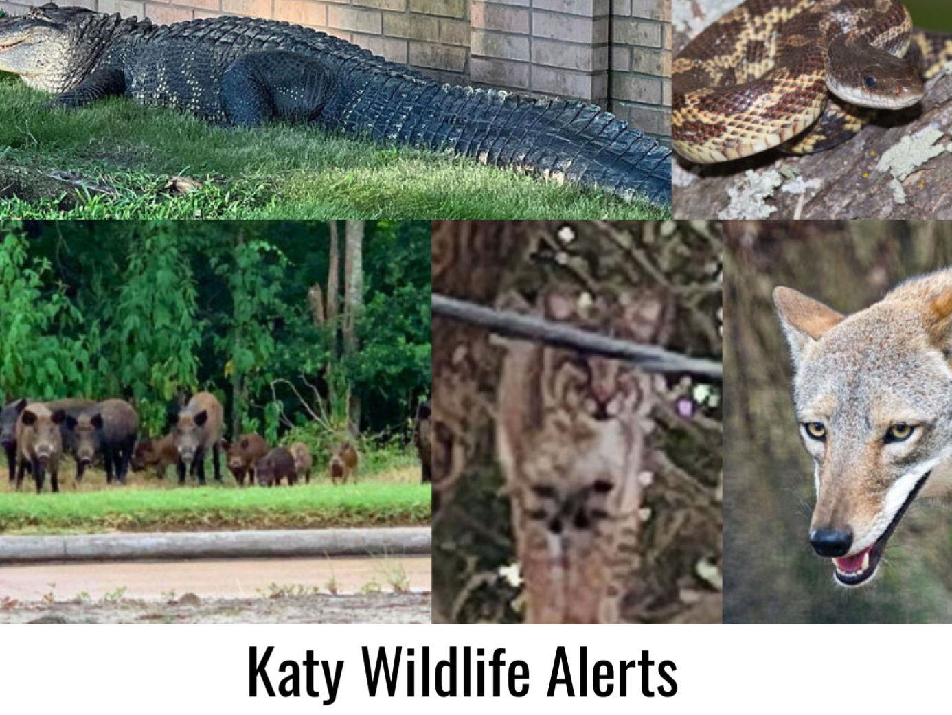 Cooler Weather Stirs Up Katy Wildlife Activity