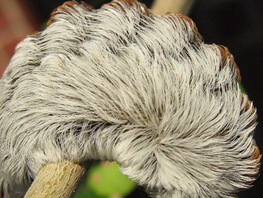 ASP SEASON ALERT: Katy Parents Must Educate Children on the Dangers of these 'Cute' Bugs