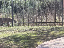 Winter Weather Brings Coyotes Closer to Katy Residents