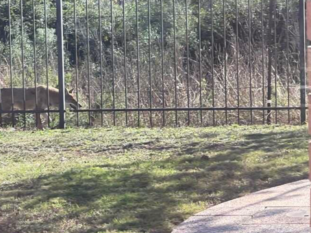 Winter Weather Brings Coyotes Closer to Katy Residents