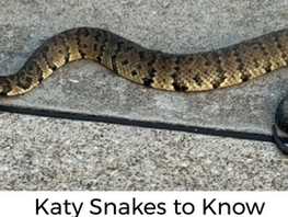 Katy Snakes to Know Going into Summer Break