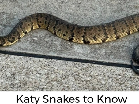 Katy Snakes to Know Going into Summer Break