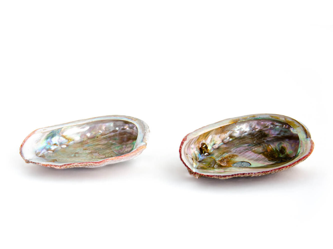 Abalone schelpen medium 2 stuks (9-10cm)