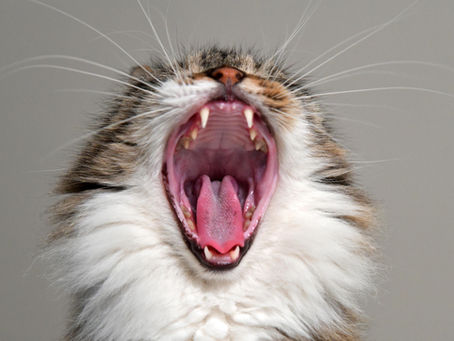 What your vet wants you to know about... DENTAL DISEASE IN CATS