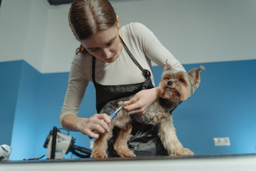 I m A Dog Groomer What Does Sharing Veterinary Information Have To Do 