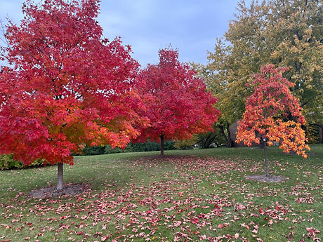 Sassasfras_6_SugarMaple_6and3_WinterHillGrove-2023.jpg