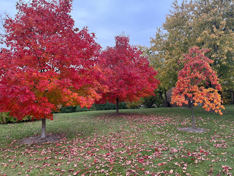 Sassasfras_6_SugarMaple_6and3_WinterHillGrove-2023.jpg