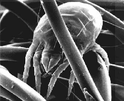 dustmite.gif