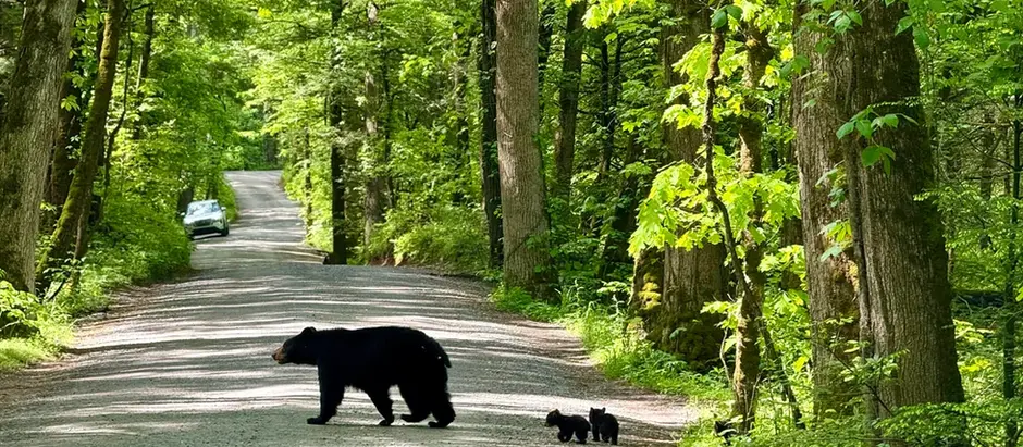 Exploring the Smokies