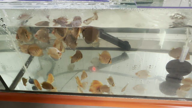 Thumbnail: Dutch Discus discusvissen 6-8cm