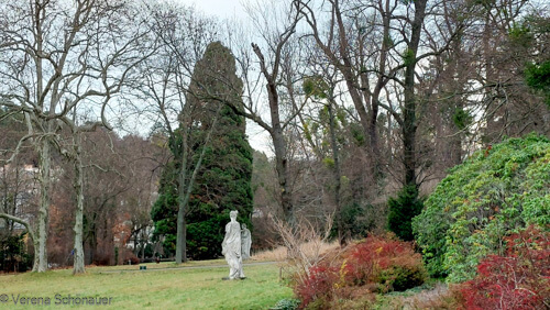 Pötzleinsdorfer Schlosspark - Blick auf Mammutbaum - Pflanzenbegegnungen