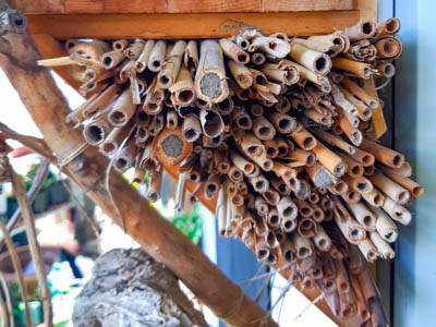 Pflanzenstängel als Nisthilfe für Wildbienen