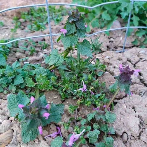 Taubnessel am Acker - Wildkräuter im Frühling