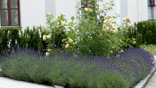 blauer Lavendel, gut geschnitten, rahmt eine Rosepflanzung, die in apricot blüht