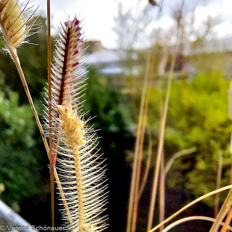 Lieblingspflanze Moskitogras Pflanzenvirtuosin Verena Schönauer