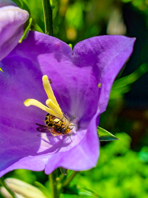 Wildbiene in Glockenblumenblüte